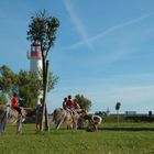 La balade aux ânes à Saint-Martin-de-Ré