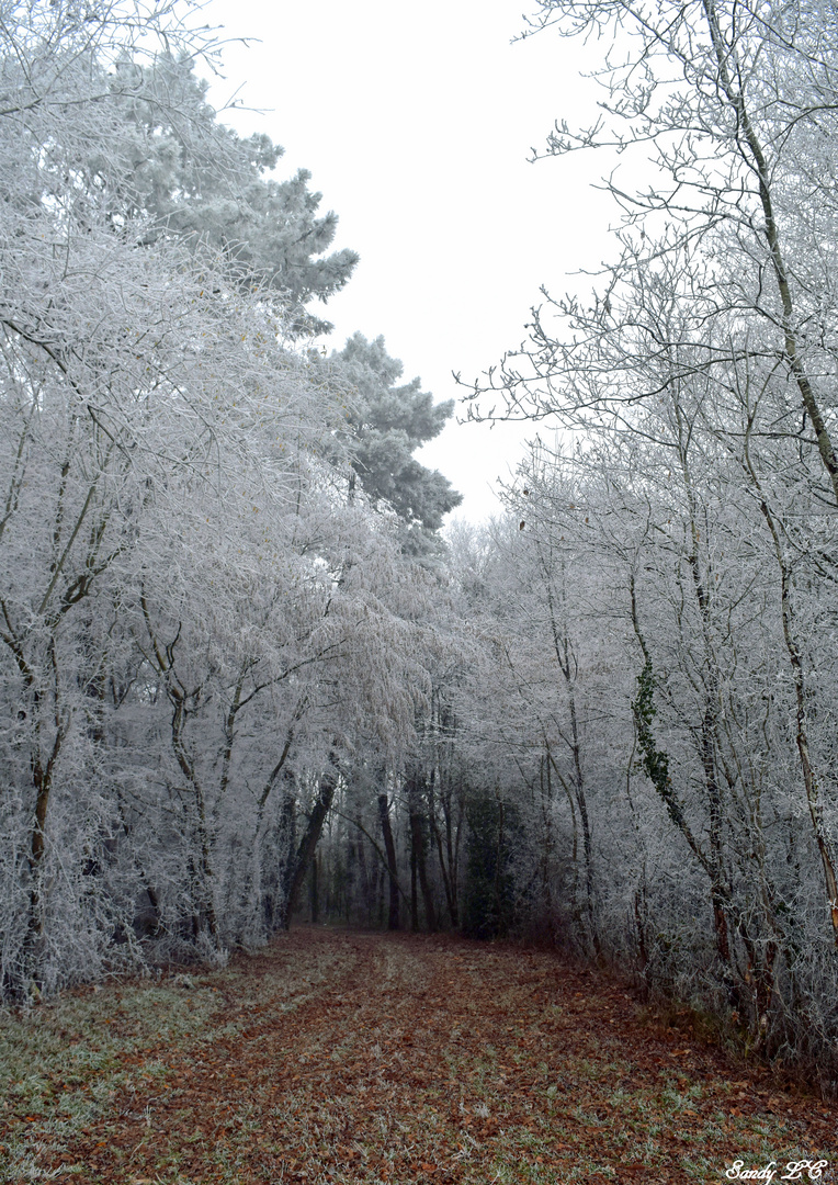 La balade blanche