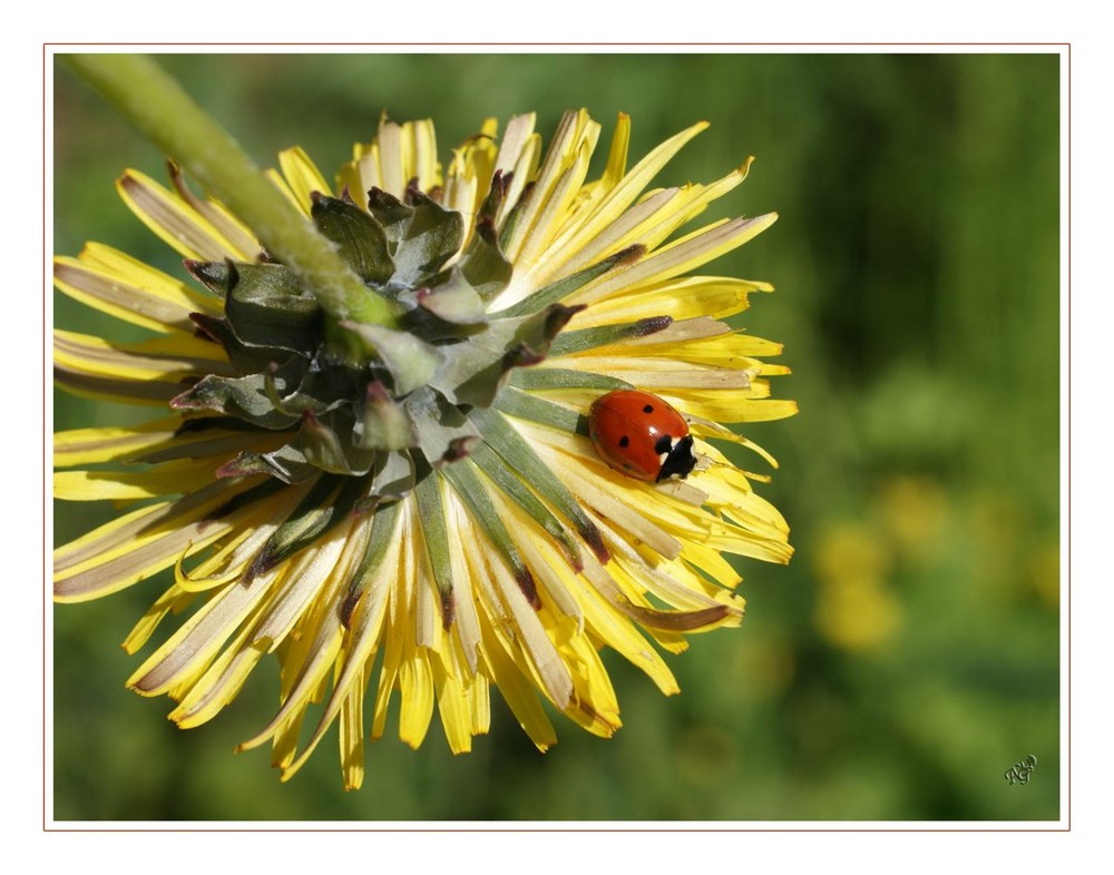 La balade de la petite coccinelle