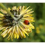 La balade de la petite coccinelle