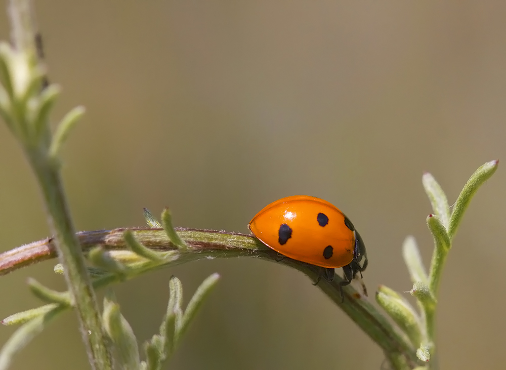 La balade de Ladybug