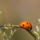 La balade de Ladybug