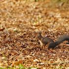 La balade du petit rouquin !!!