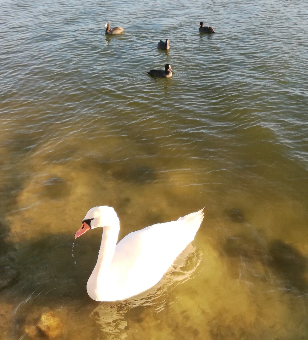 la balade sur l'eau !