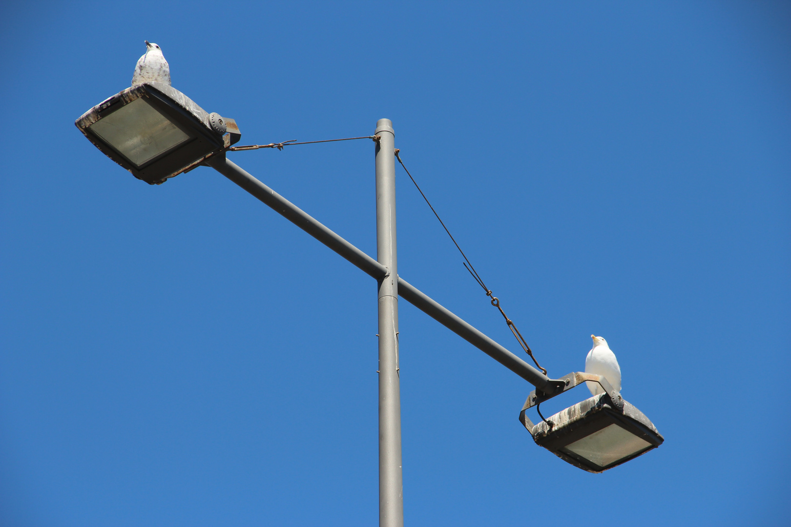 La balance à oiseaux