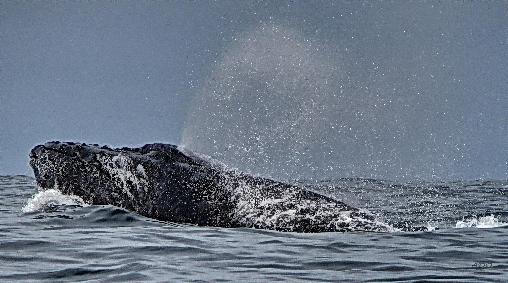 La baleine