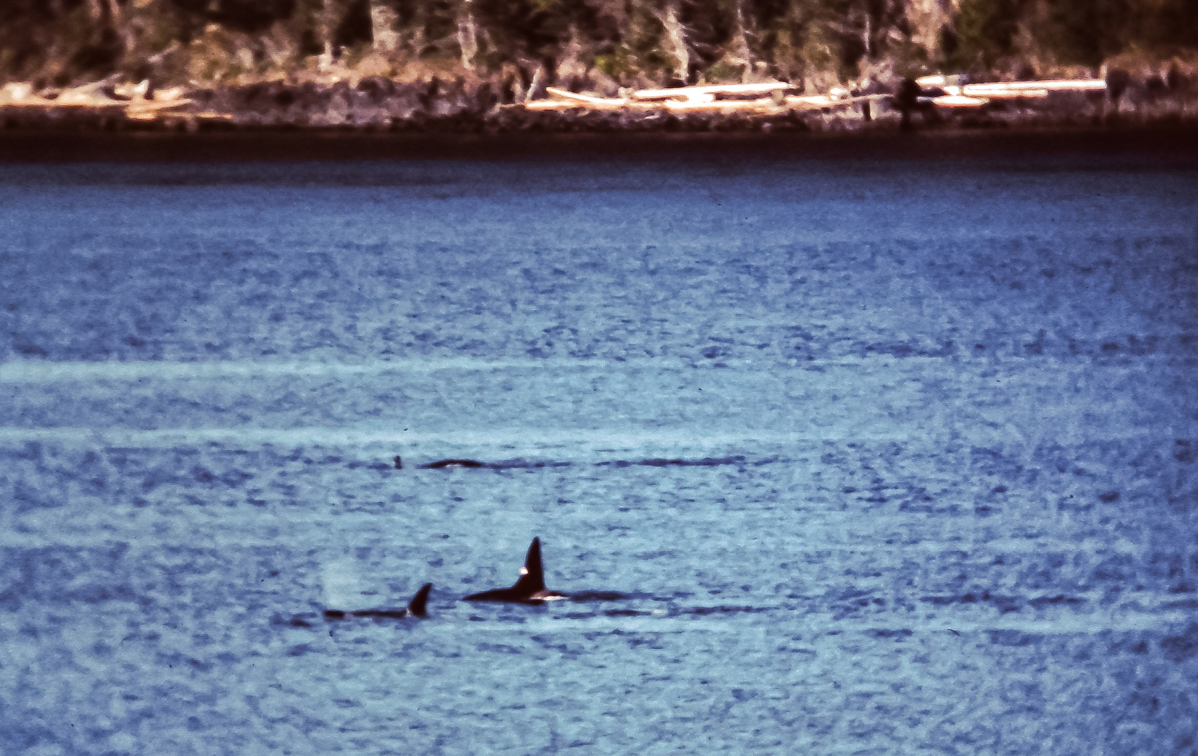 la baleine