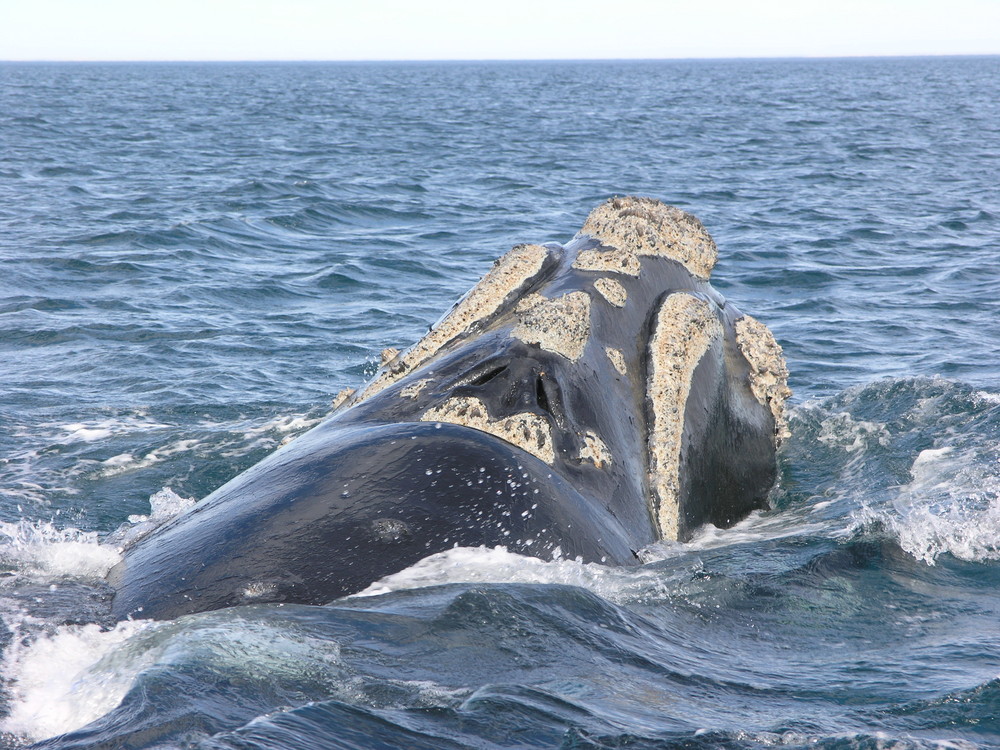 La balena australe