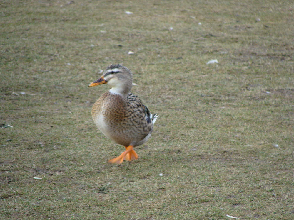 La ballade du canard