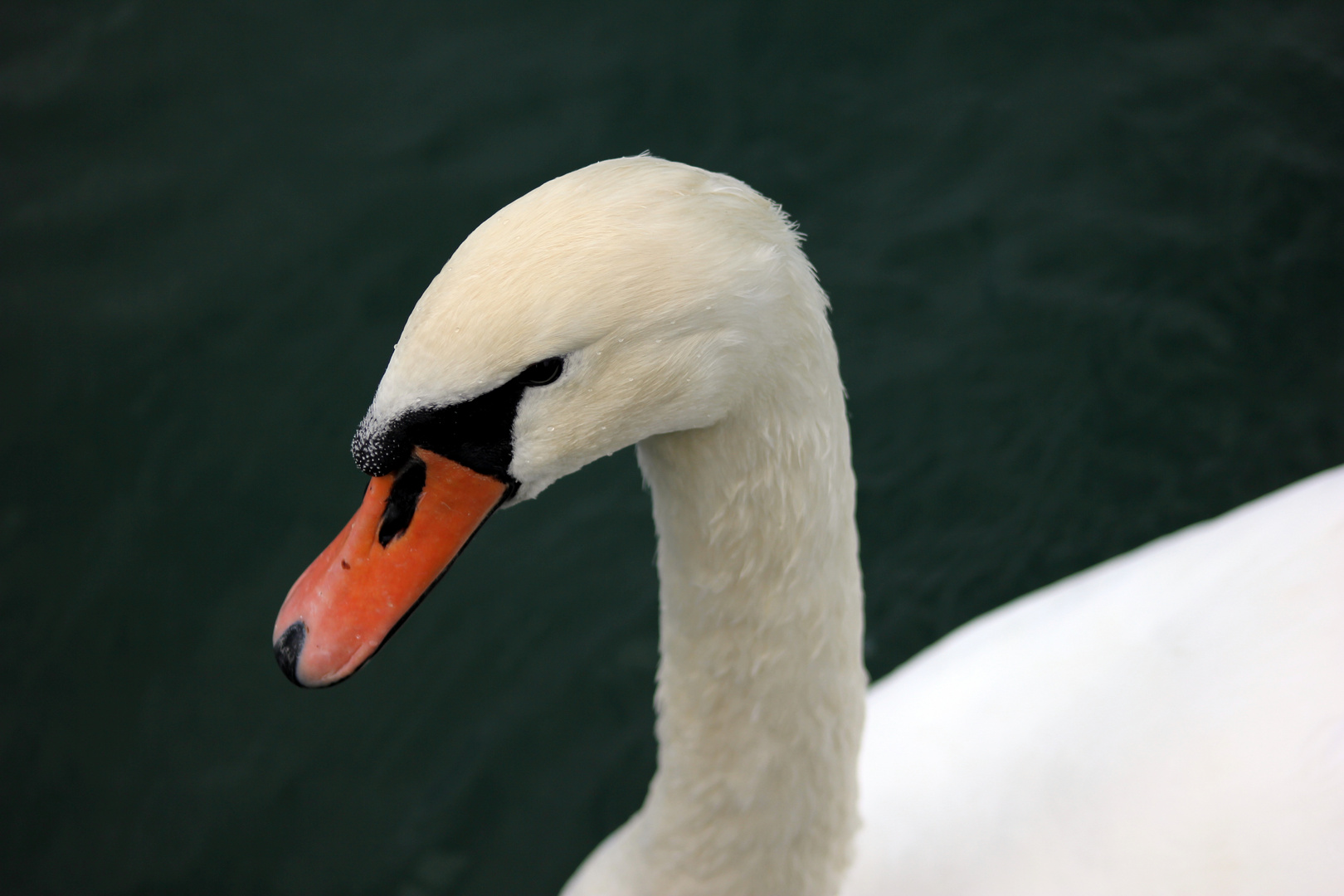 La Ballade du Cygne