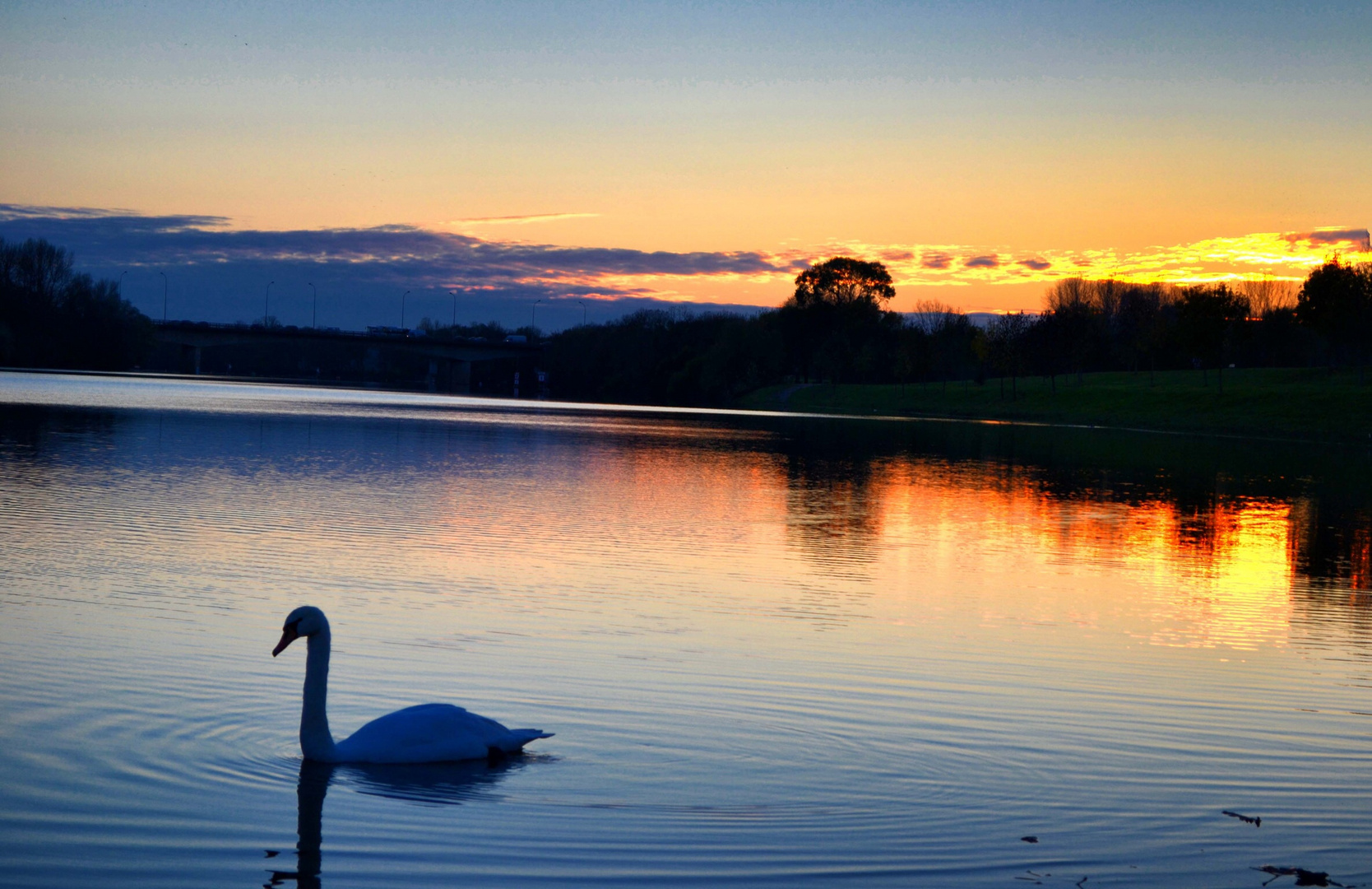 La ballade du cygne