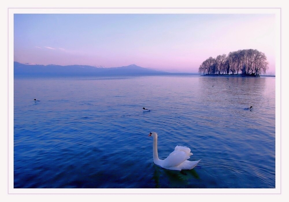 la ballade du cygne