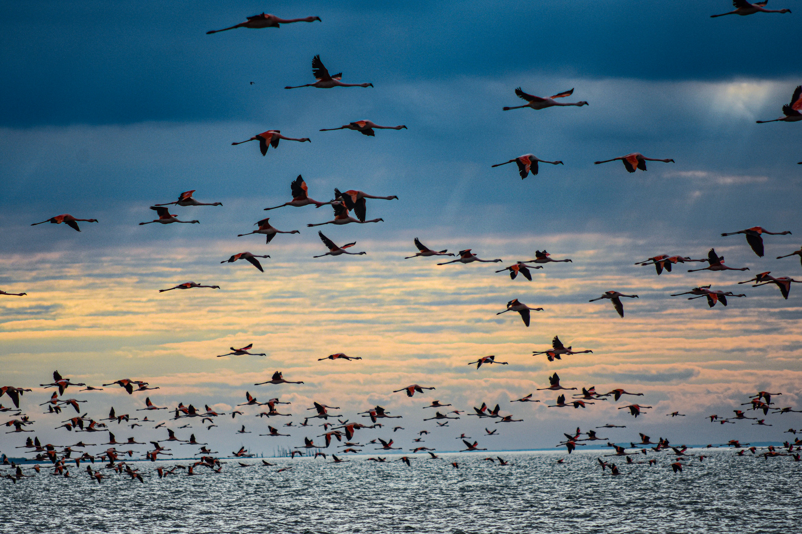 La bandada de flamencos