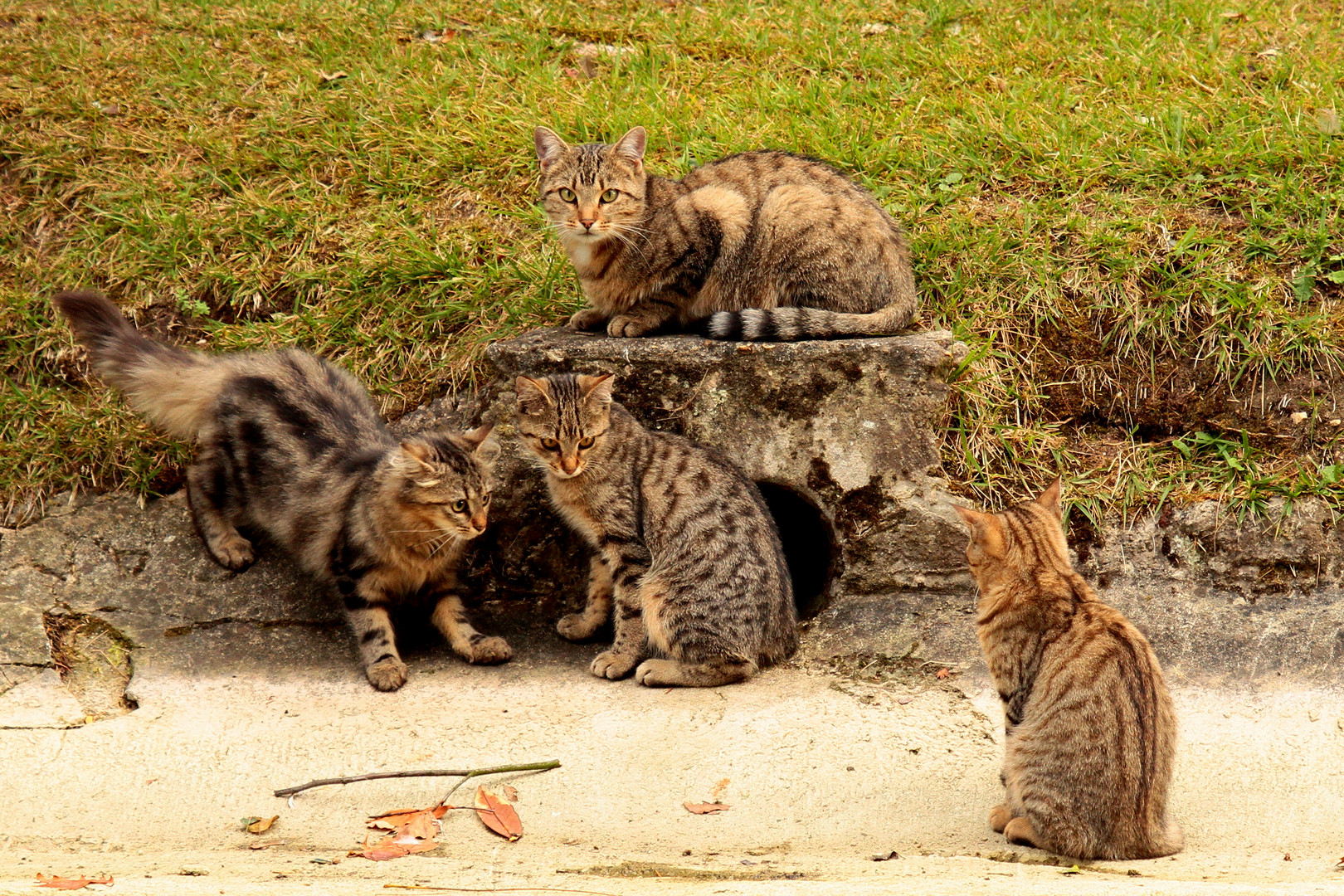 la bande des quatre