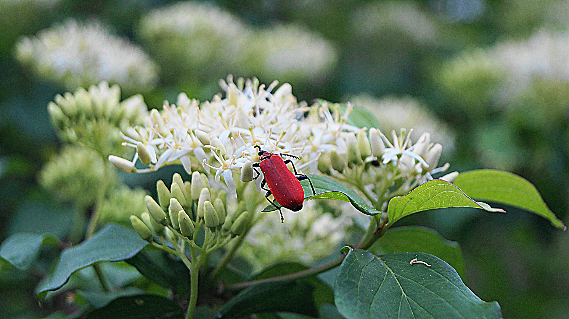 LA BEAUTÉ DES INSECTES