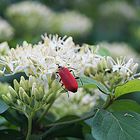 LA BEAUTÉ DES INSECTES