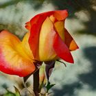 La beauté d une rose en" devenir....."