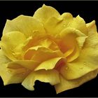 la beauté  d une rose jaune ...