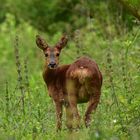 la beauté de la nature