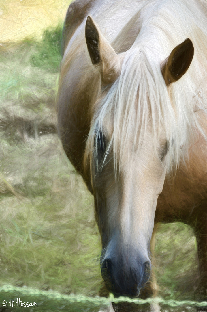 La beauté du cheval