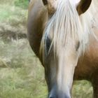 La beauté du cheval