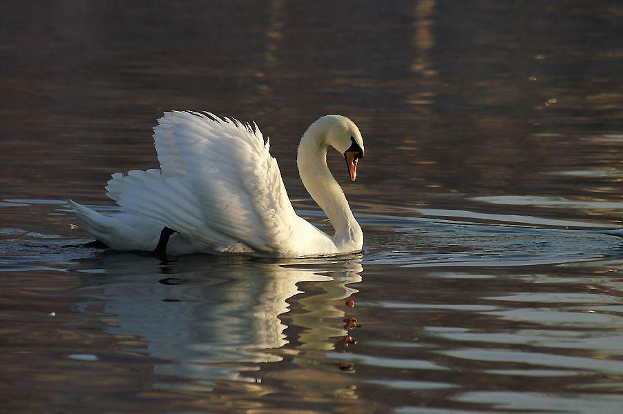 la beauté du cygne aux premiers rayons du soleil