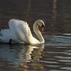 la beauté du cygne aux premiers rayons du soleil