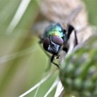 La beauté du détail