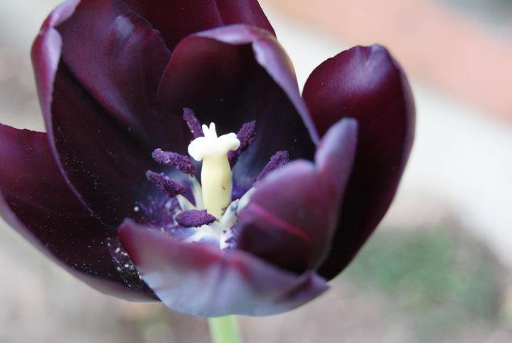 la beauté du jardin