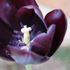 la beauté du jardin