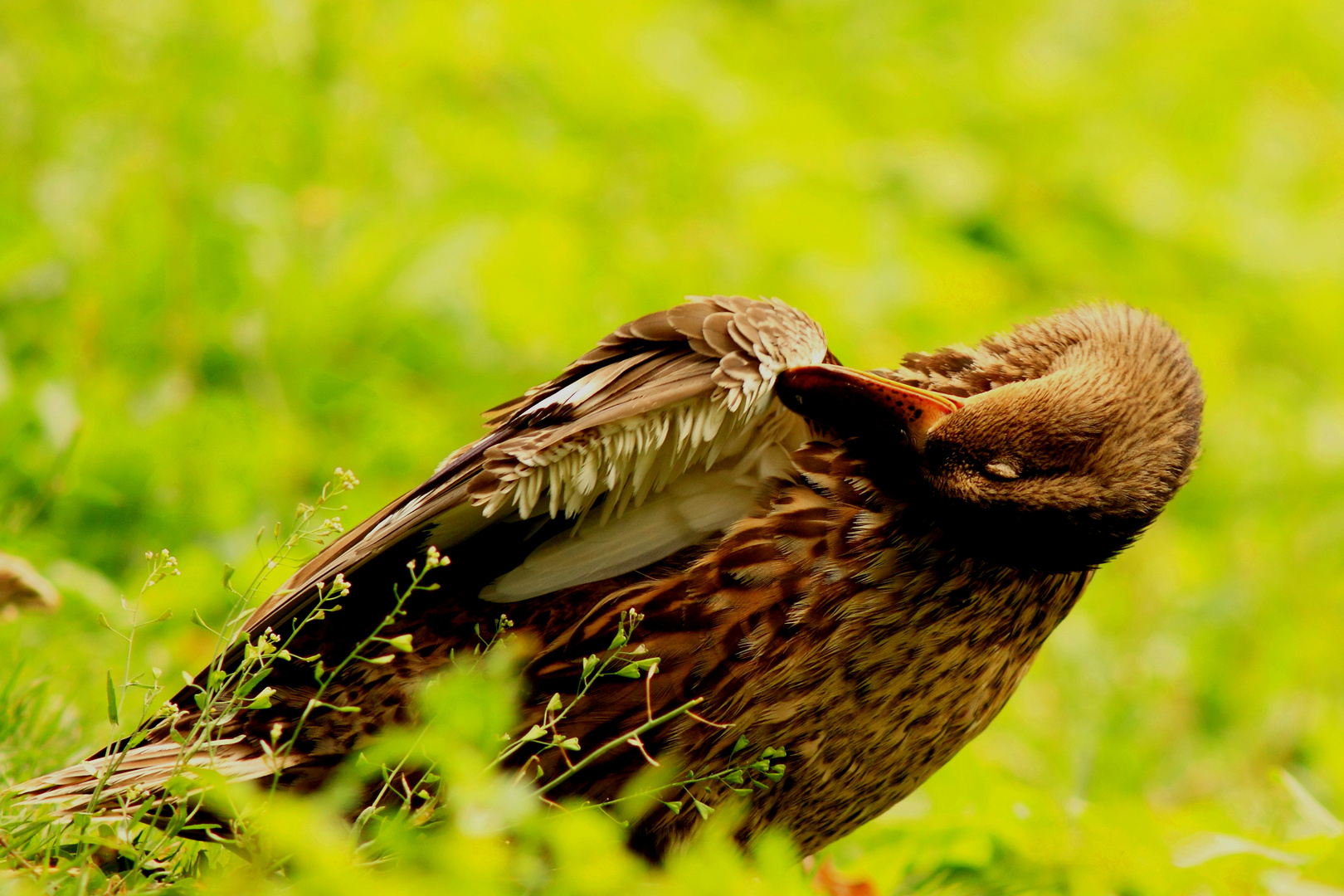 la beauté du plumage