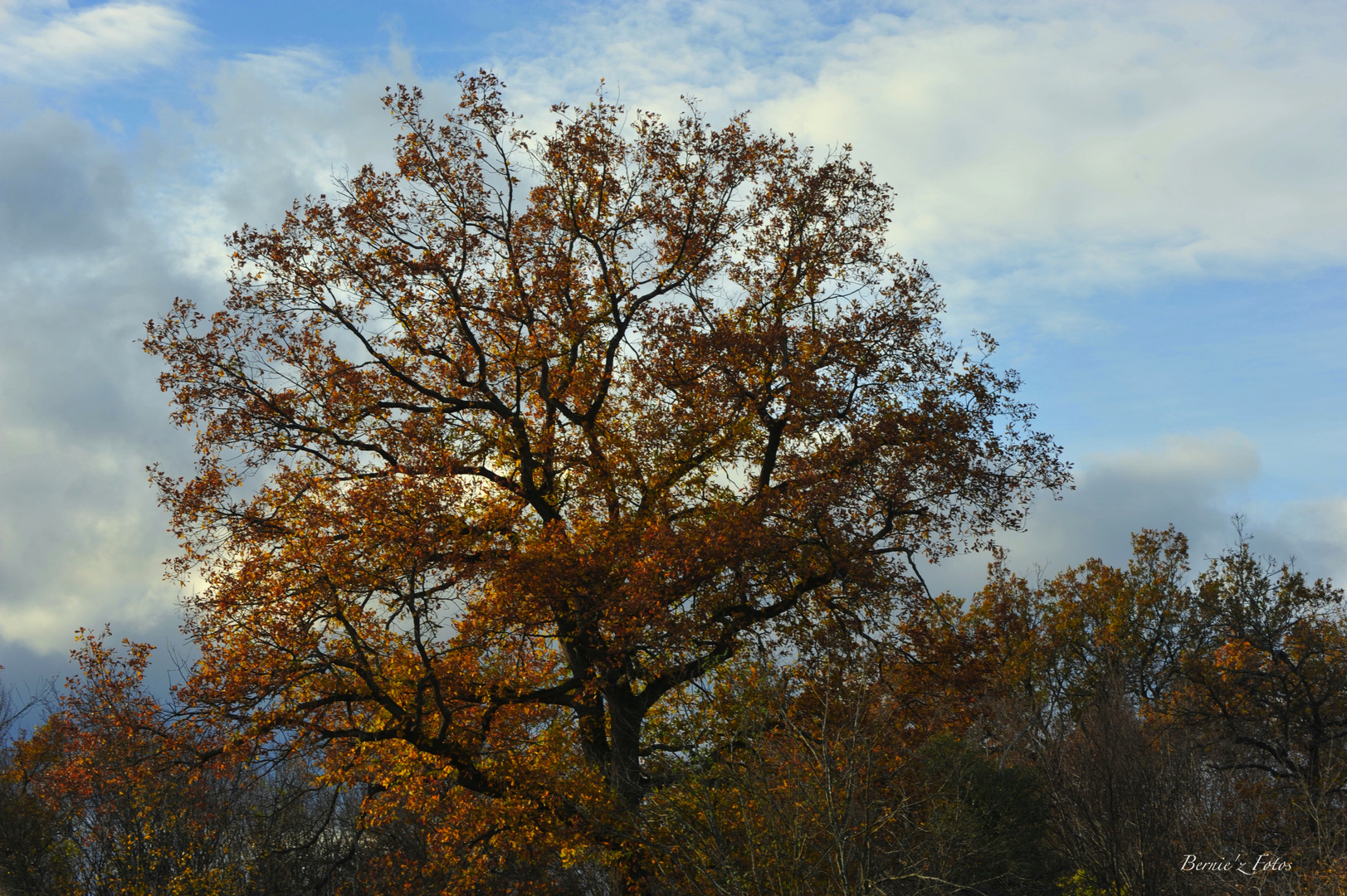 La beauté d'un arbre