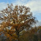 La beauté d'un arbre