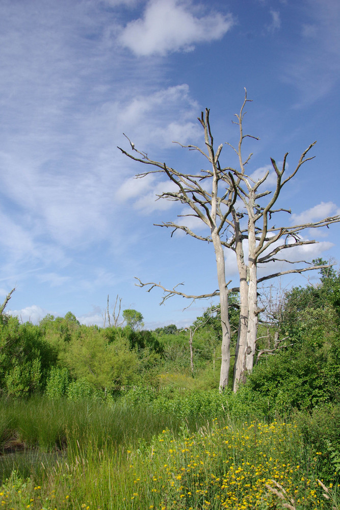 La beauté d'un arbre mort