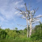 La beauté d'un arbre mort