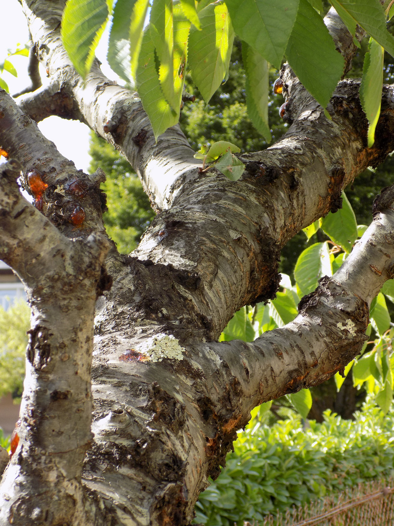 La beauté d'un vieil arbre