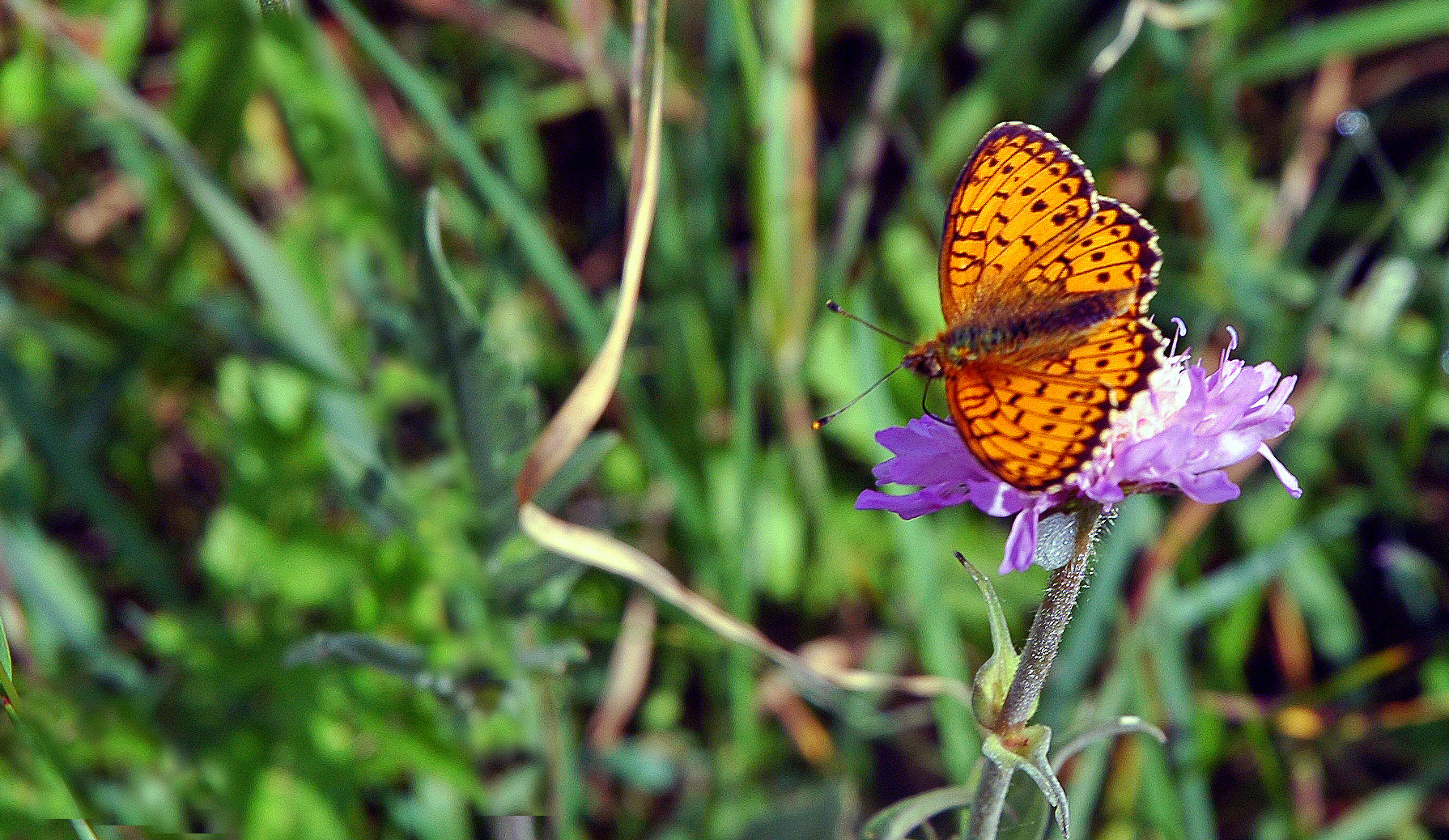 La beautée de la nature.