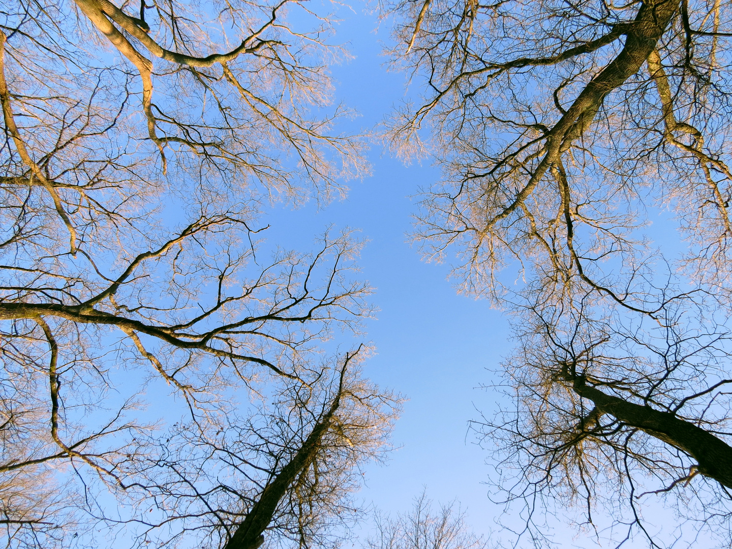 La beautée des Arbres vu de haut.