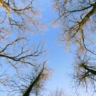 La beautée des Arbres vu de haut.