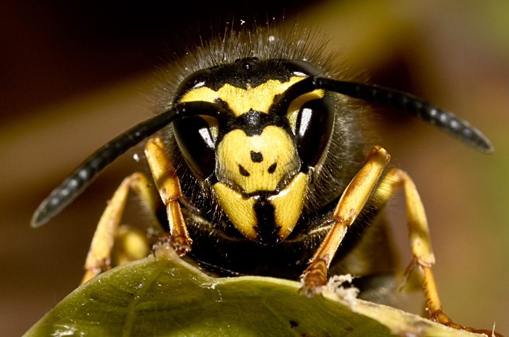 La bella addormentata