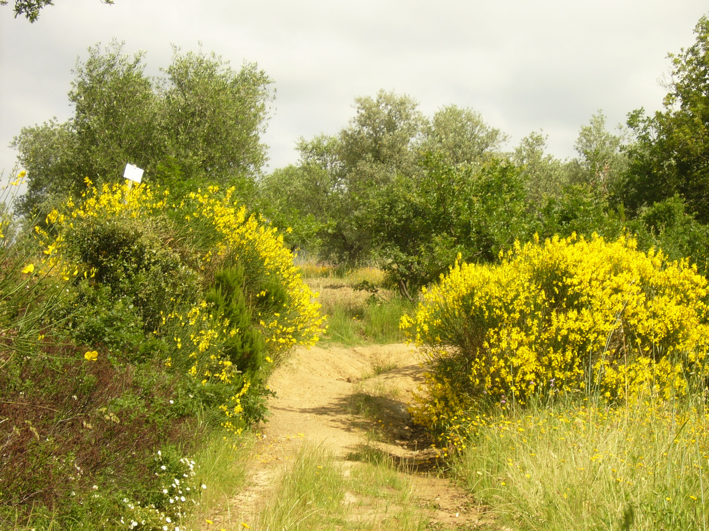 La bella ginestra