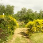 La bella ginestra