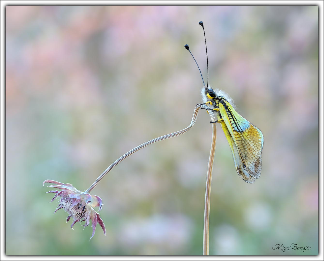 La bella punky (Libelloides baeticus)