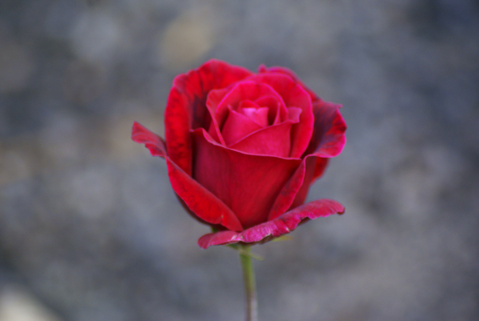 La bella Rosa