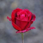 La bella Rosa