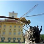 la belle a parc esterhazy