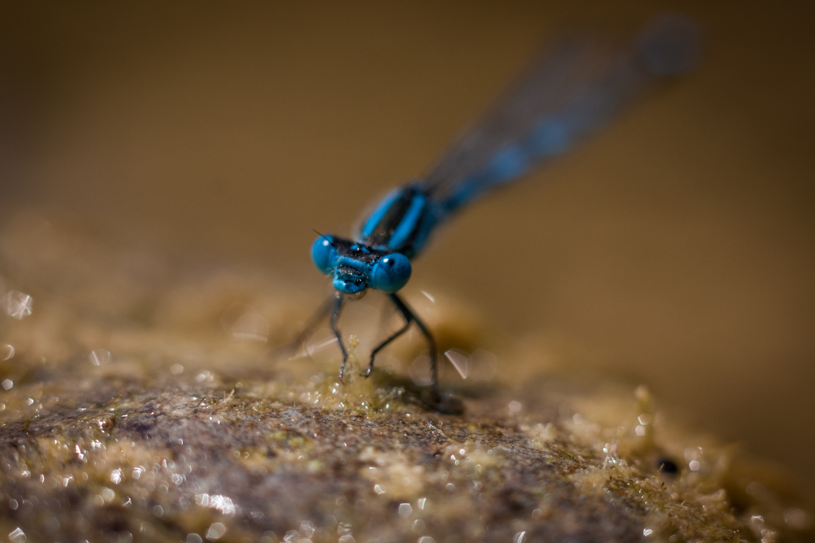 La belle bleu..