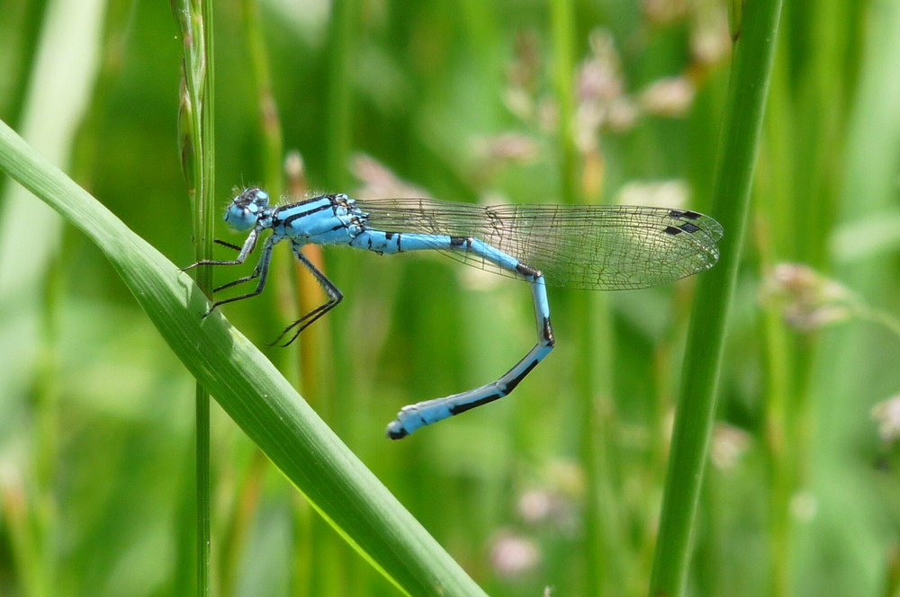 la belle bleu