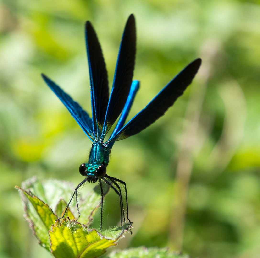 La belle bleue