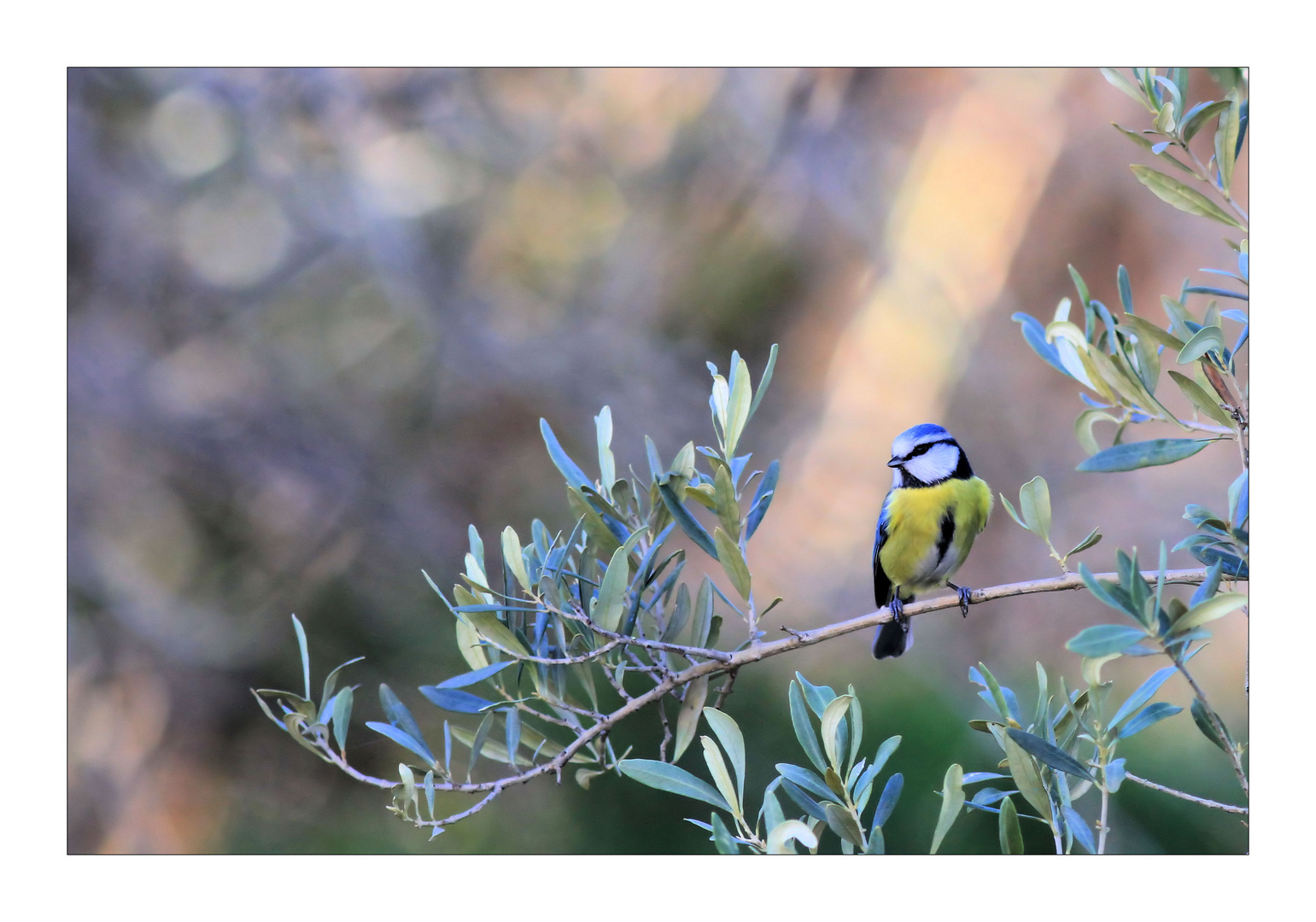 la belle bleue